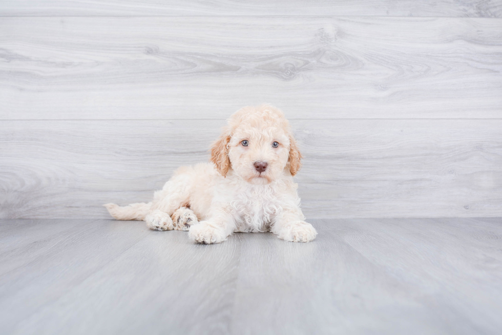 Best Mini Goldendoodle Baby