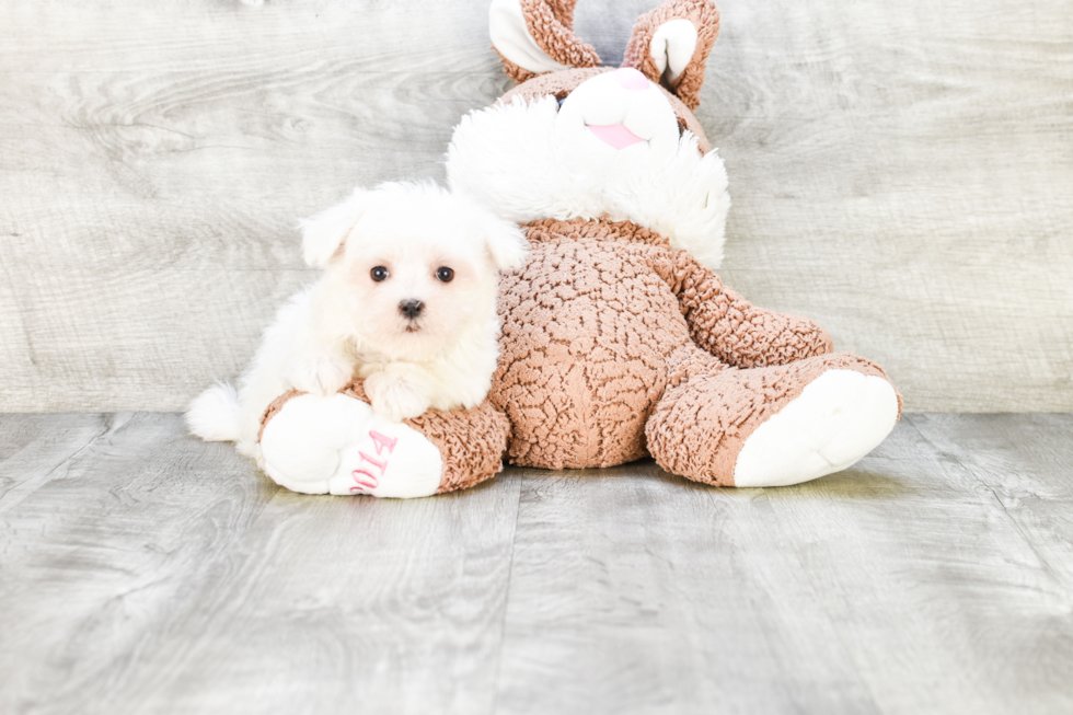 Popular Maltese Baby