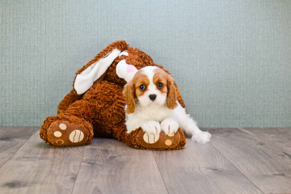 Best Cavalier King Charles Spaniel Baby