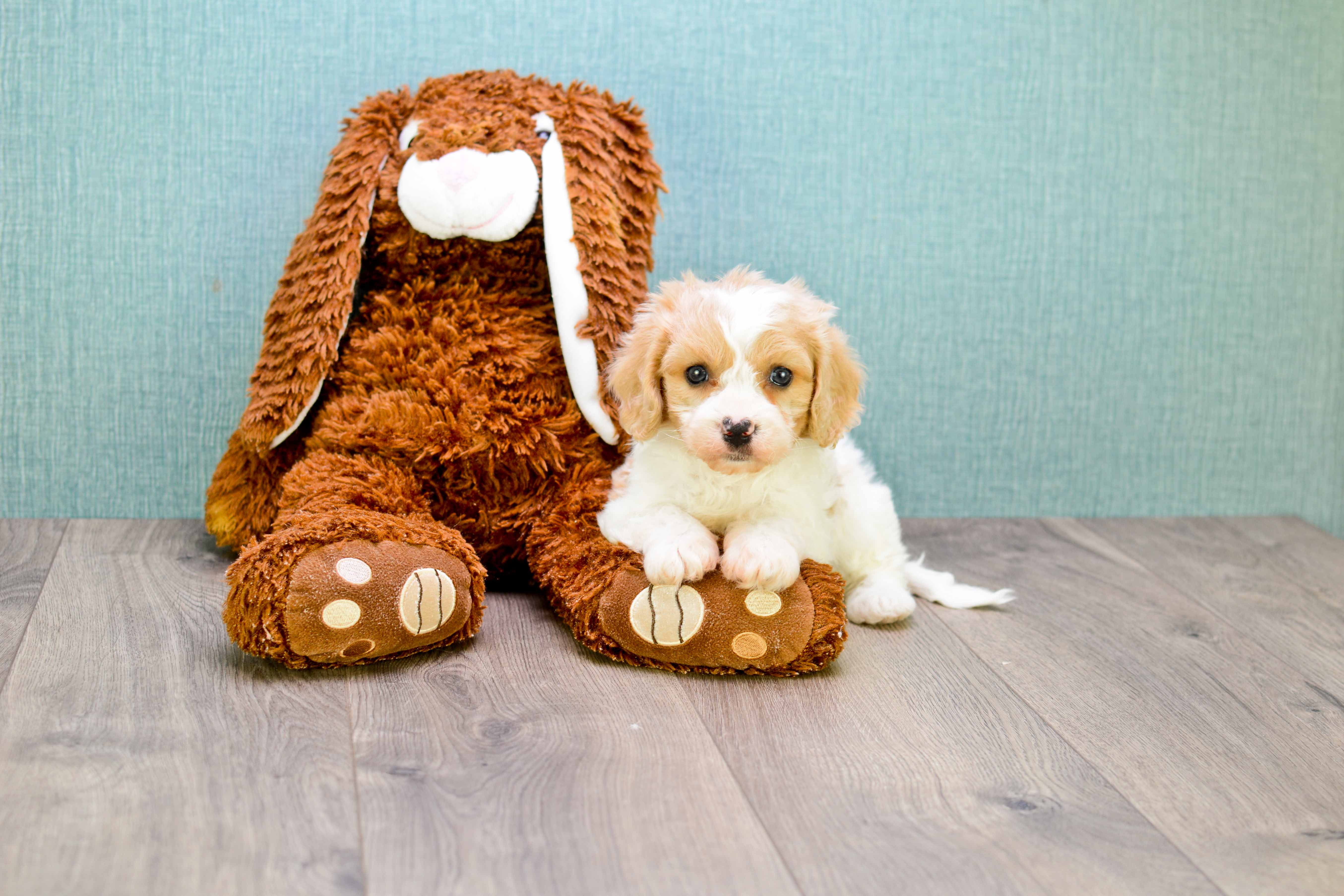 Best Cavachon Baby