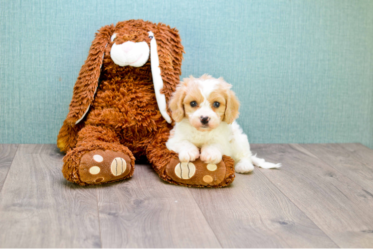 Best Cavachon Baby