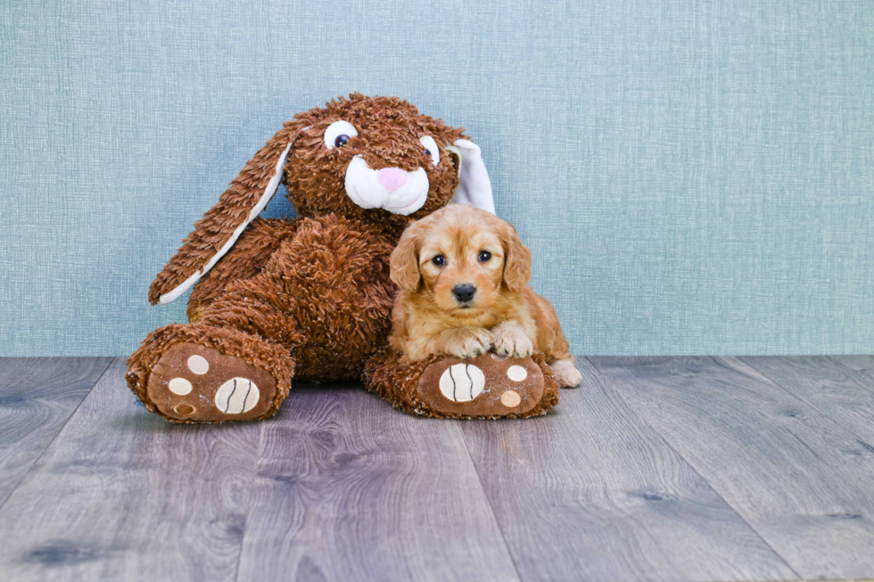 Little Golden Retriever Poodle Mix Puppy