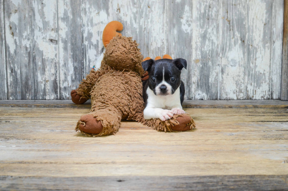 Akc Registered Boston Terrier Purebred Pup