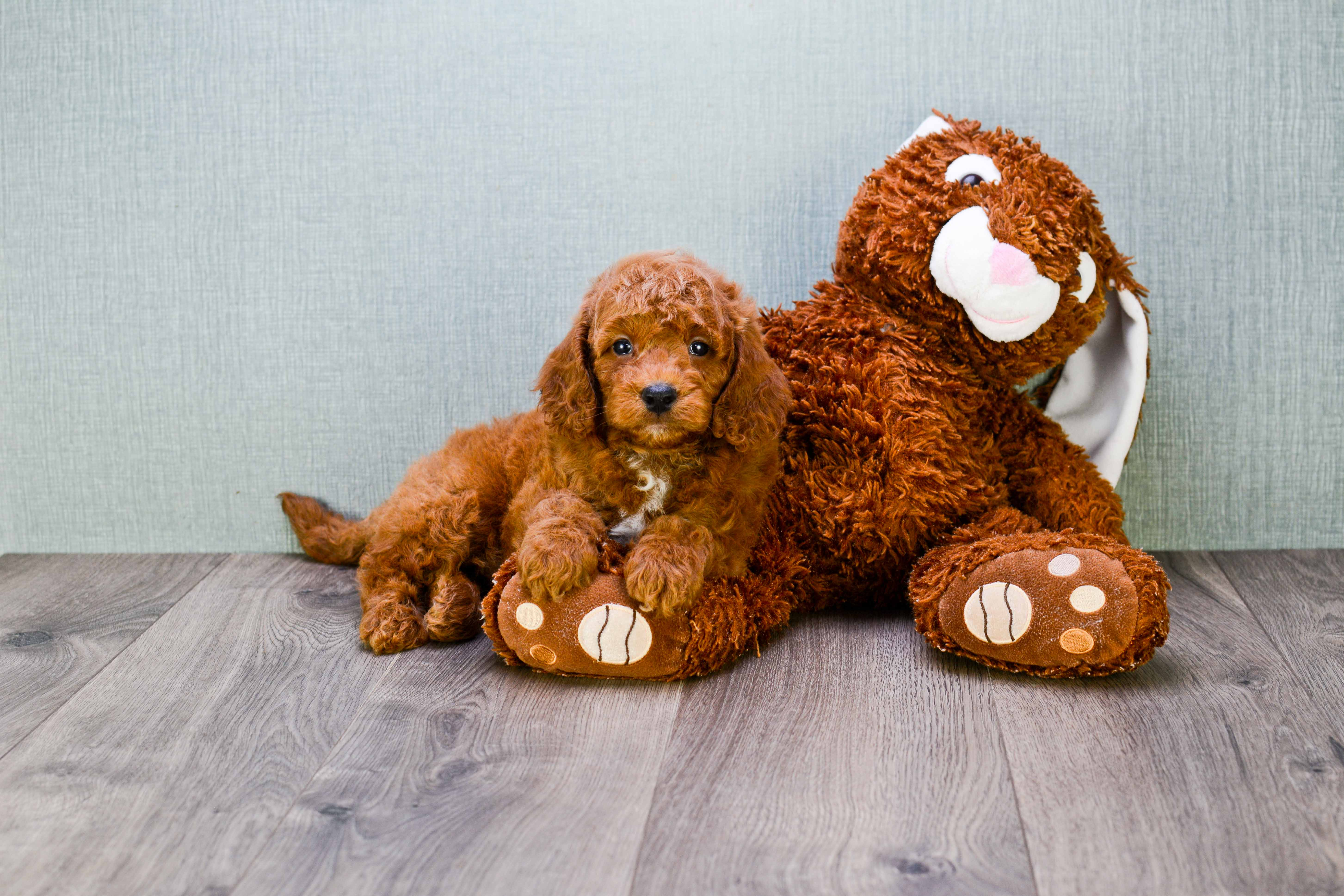 Best Mini Goldendoodle Baby