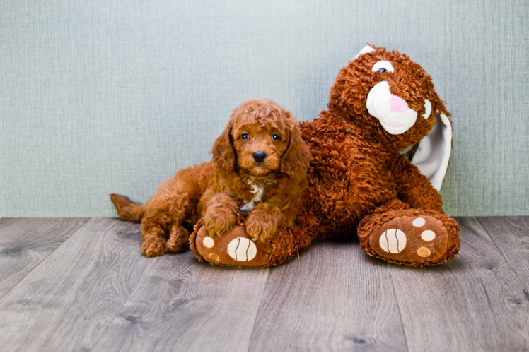 Best Mini Goldendoodle Baby