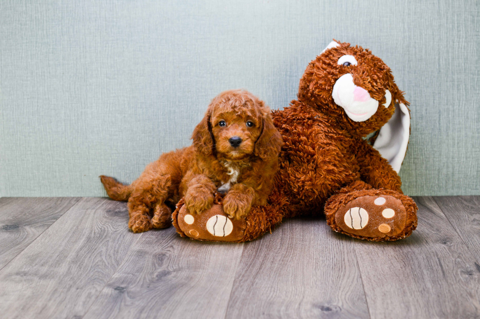 Best Mini Goldendoodle Baby