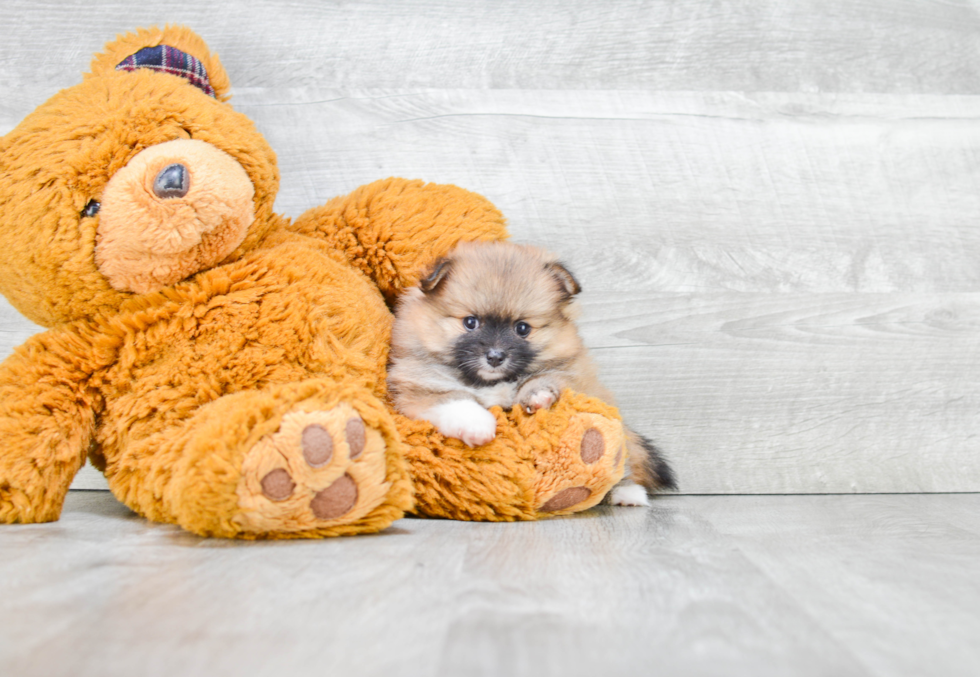 Playful Pomeranian Purebred Pup