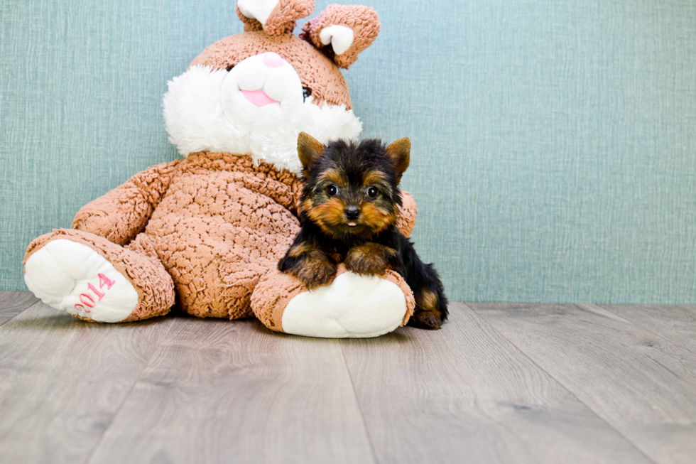 Meet Beckham - our Yorkshire Terrier Puppy Photo 