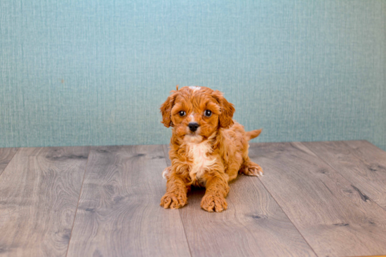 Cavapoo Puppy for Adoption