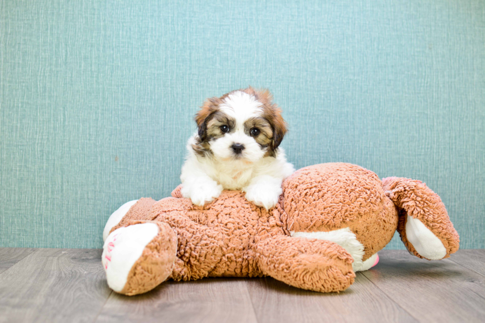 Fluffy Teddy Bear Designer Pup