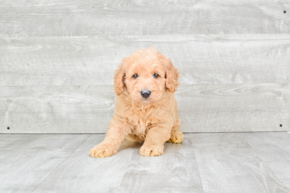 Funny Mini Goldendoodle Poodle Mix Pup