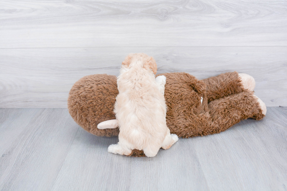 Playful Bichpoo Poodle Mix Puppy