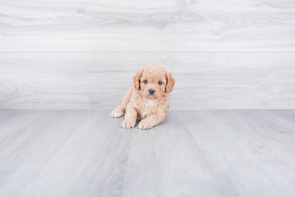 Best Cavapoo Baby