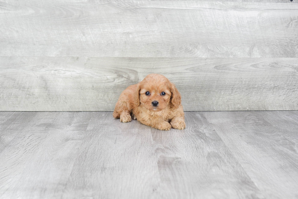 Small Cavapoo Baby