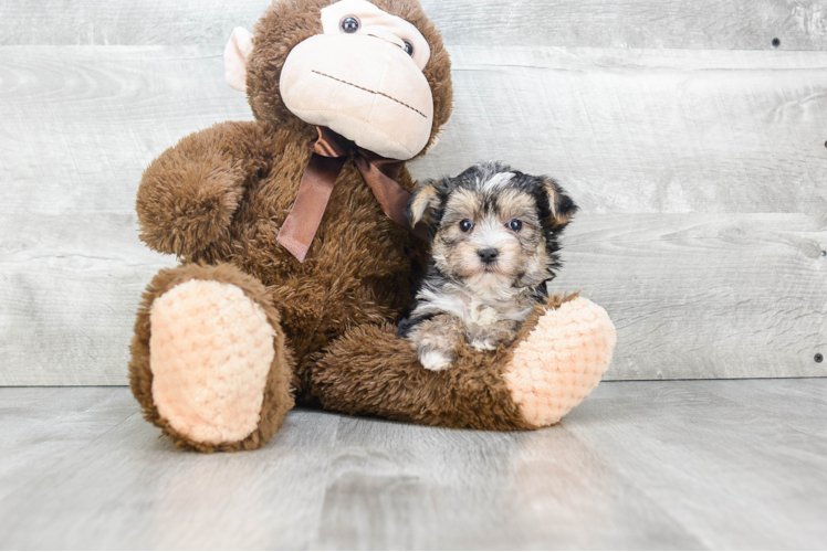 Funny Morkie Designer Pup