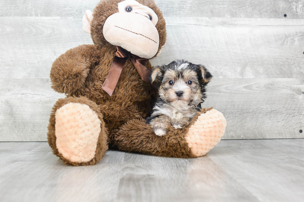 Funny Morkie Designer Pup