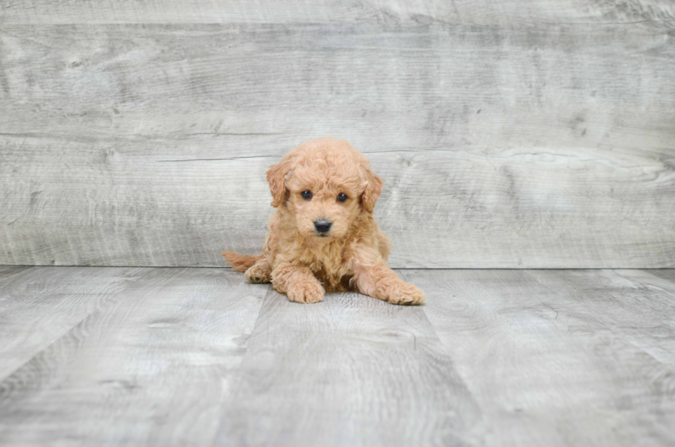 Best Mini Goldendoodle Baby