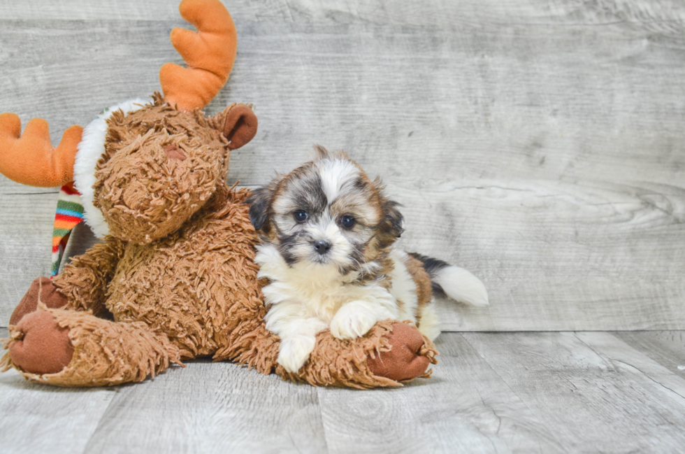 Happy Teddy Bear Baby