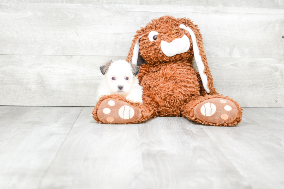 Friendly Teddy Bear Baby