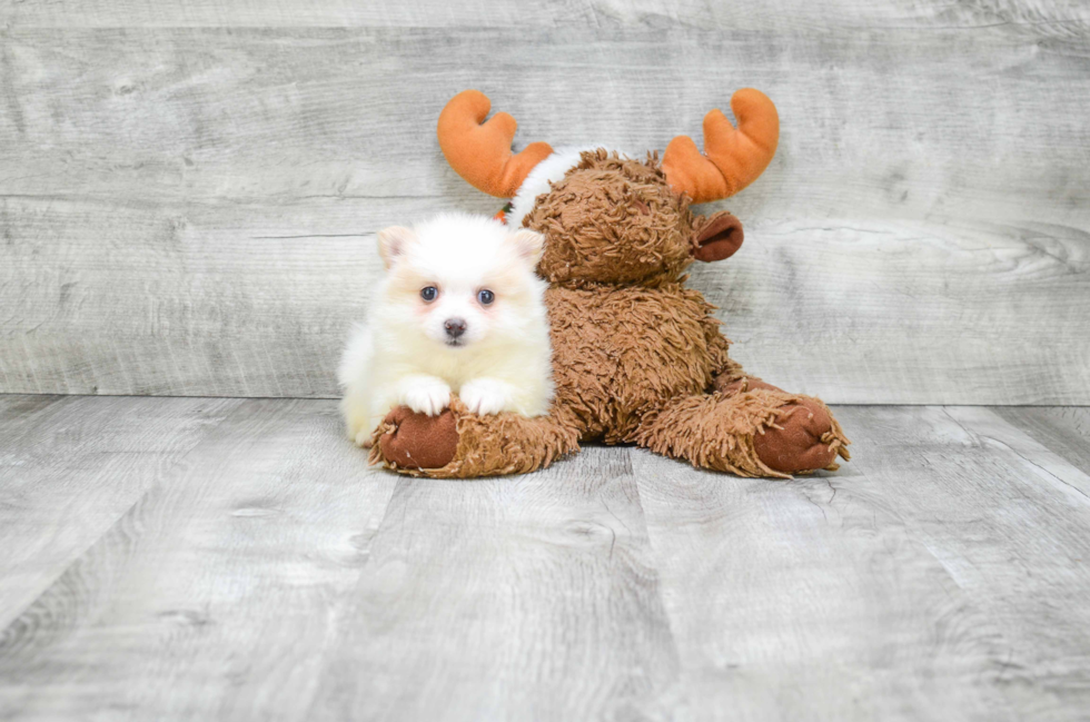 Smart Pomeranian Purebred Puppy