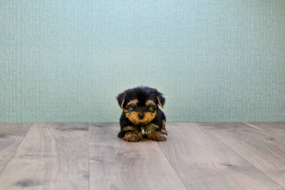 Meet Capone - our Yorkshire Terrier Puppy Photo 