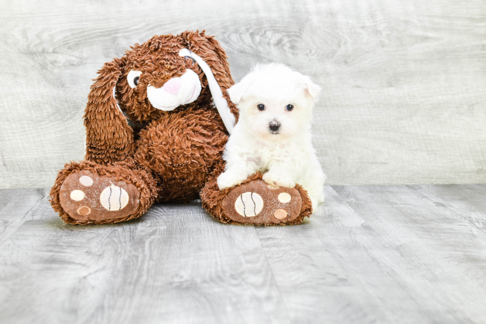 Maltese Pup Being Cute