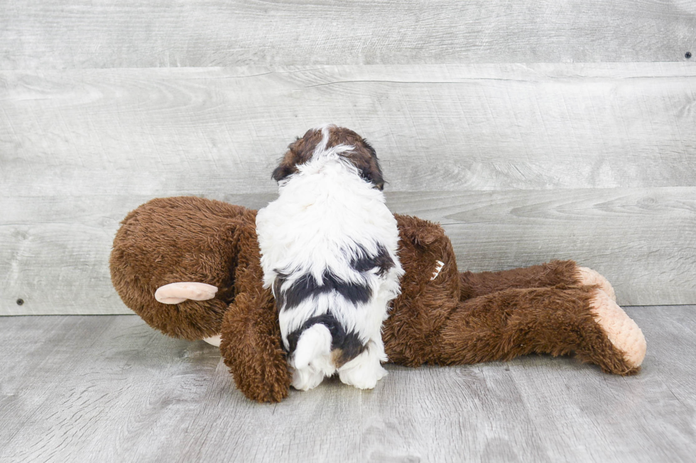 Teddy Bear Pup Being Cute