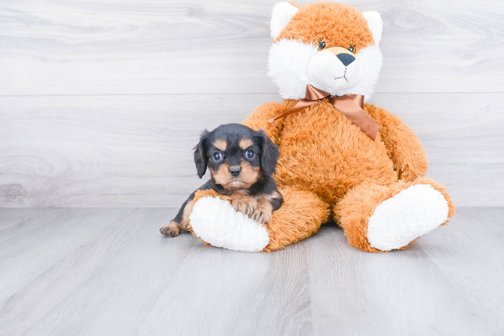 Small Cavalier King Charles Spaniel Purebred Pup