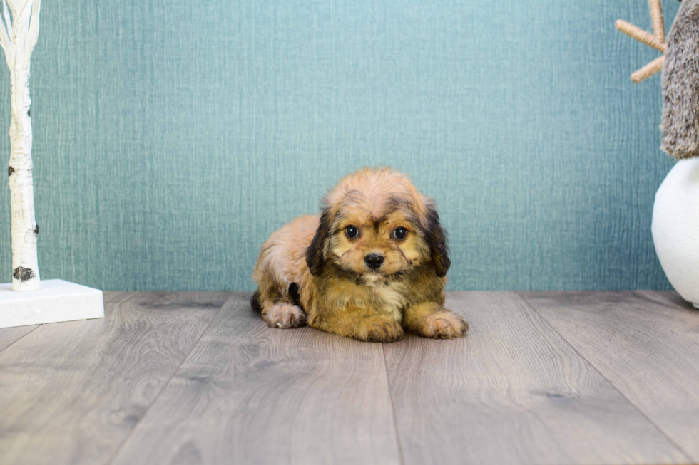 Small Cavachon Baby