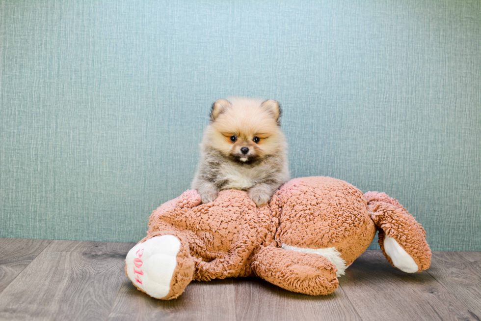 Pomeranian Puppy for Adoption