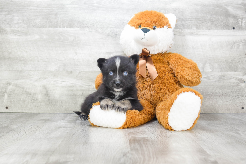 Friendly Pomsky Baby