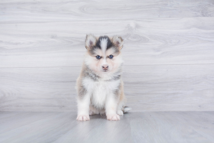 Best Pomsky Baby