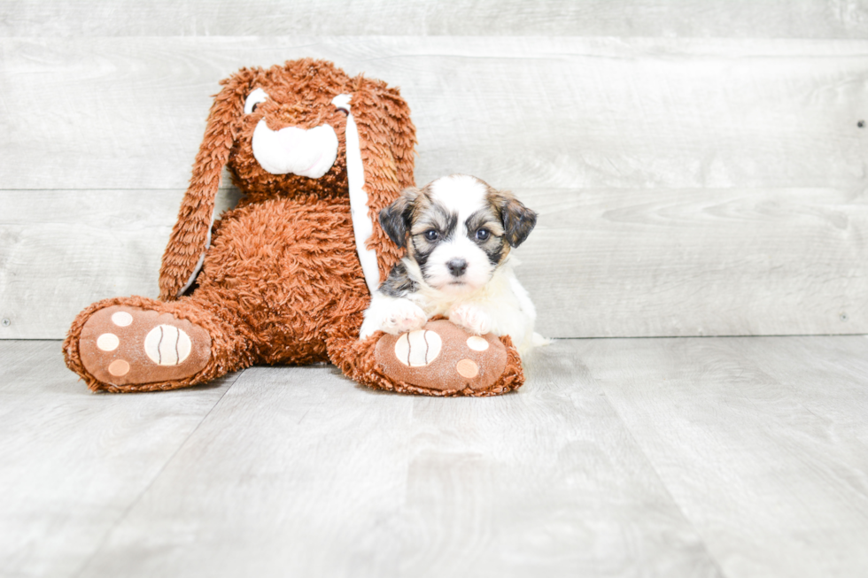 Little Shichon Designer Puppy