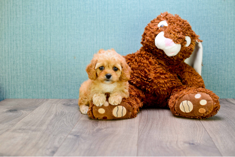 Cavapoo Pup Being Cute