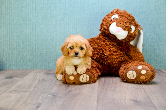 Cavapoo Pup Being Cute