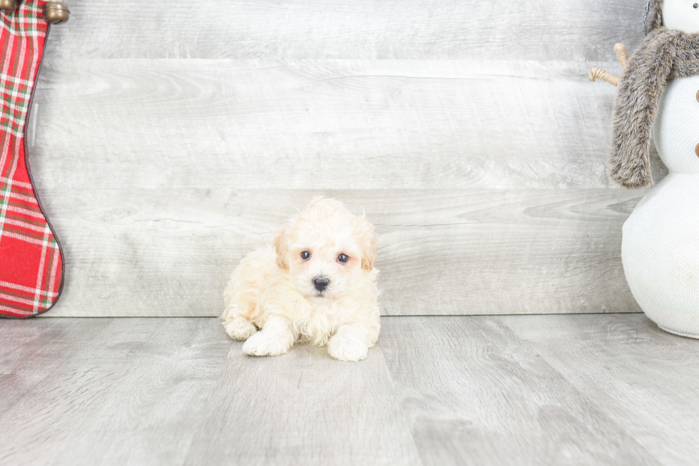 Cute Maltipoo Baby