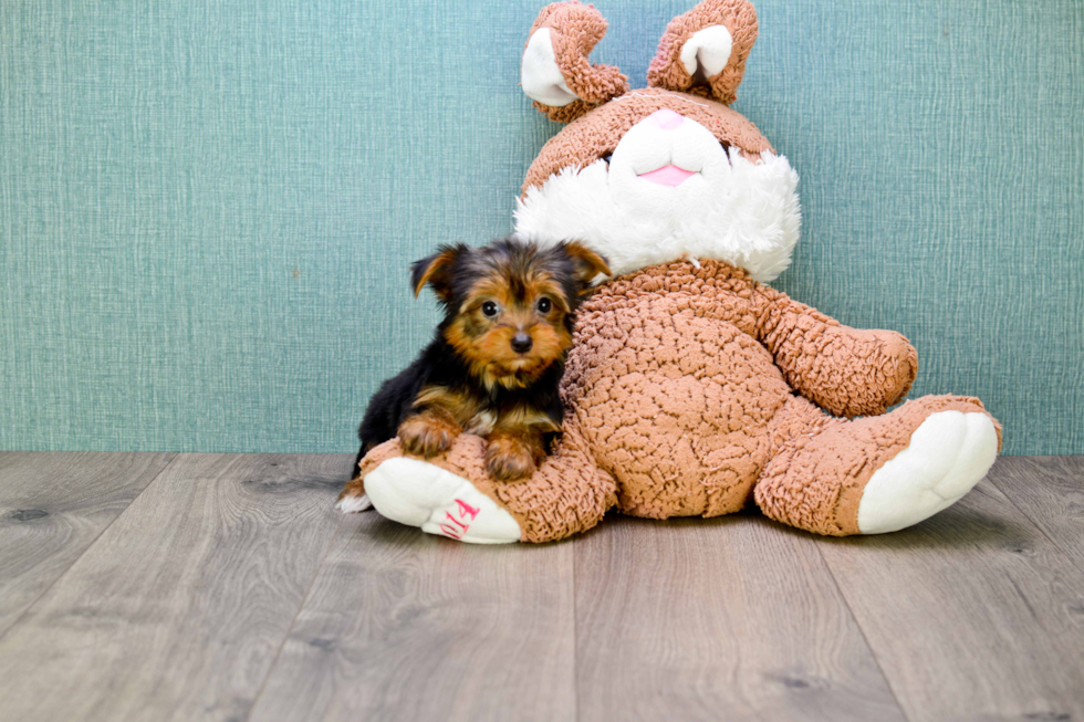 Meet Goldie - our Yorkshire Terrier Puppy Photo 