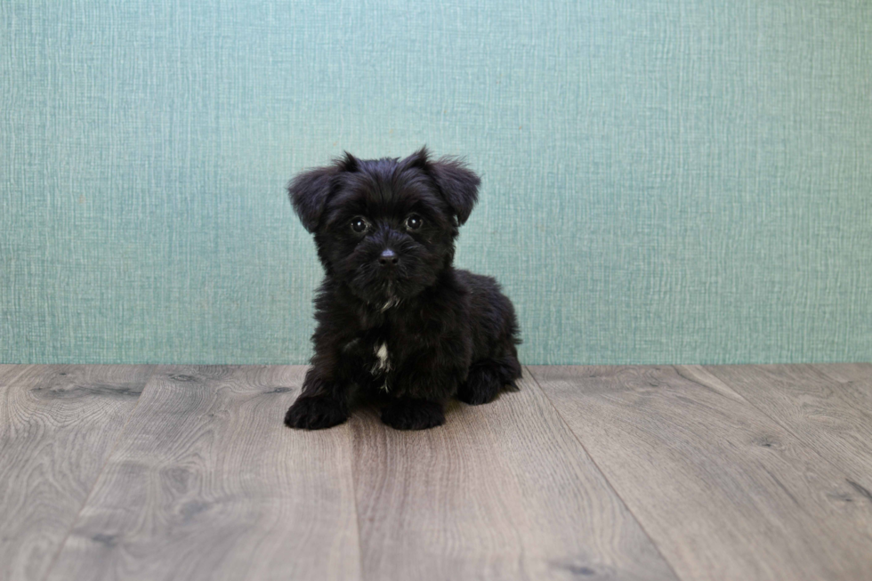 Playful Yorkie Designer Puppy