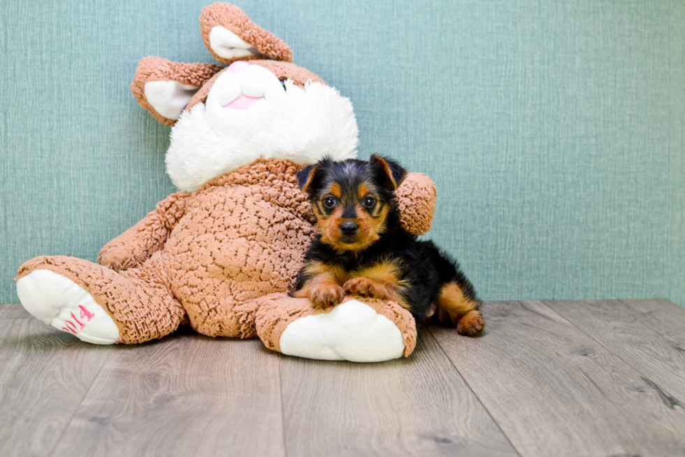 Meet Steph - our Yorkshire Terrier Puppy Photo 