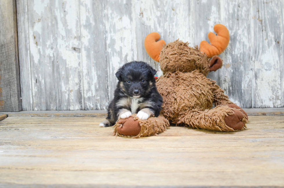 Hypoallergenic Aussiepoo Poodle Mix Puppy