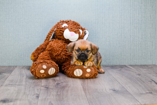 Cute Brussels Griffon Mix Puppy