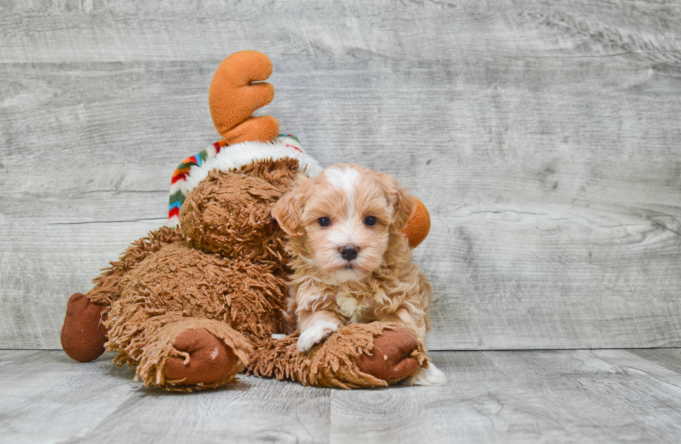 Best Maltipoo Baby