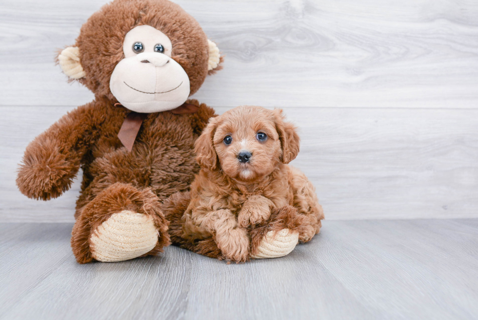 Best Cavapoo Baby