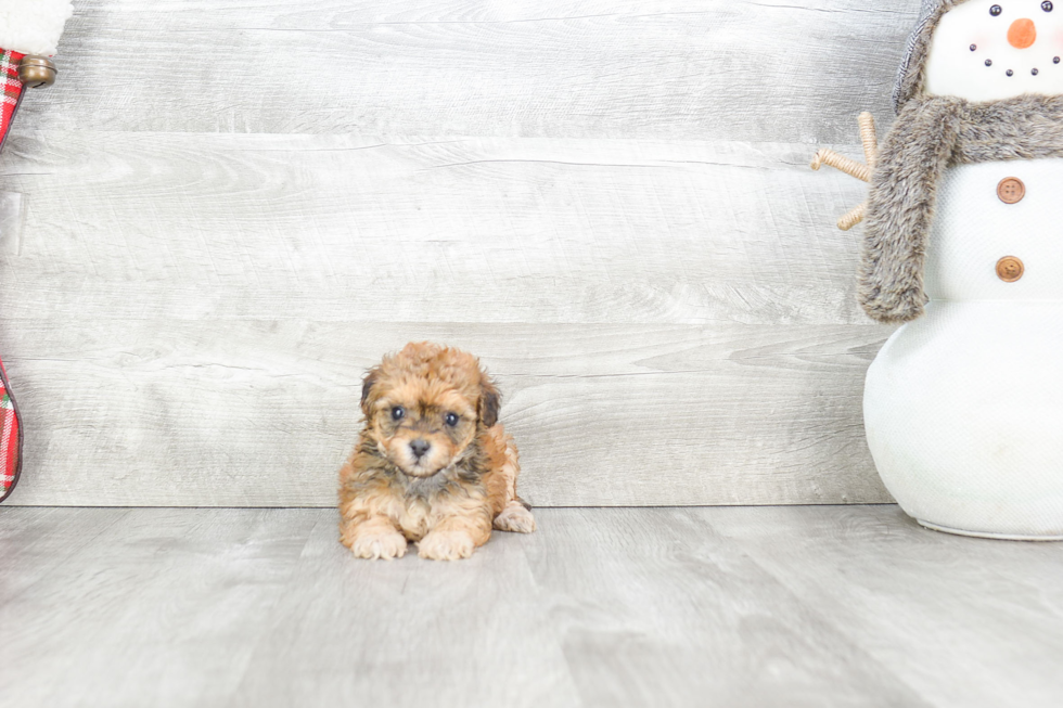 Funny Havanese Baby