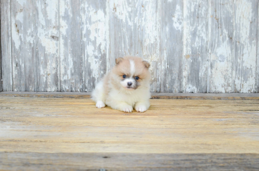 Energetic Pomeranian Purebred Puppy