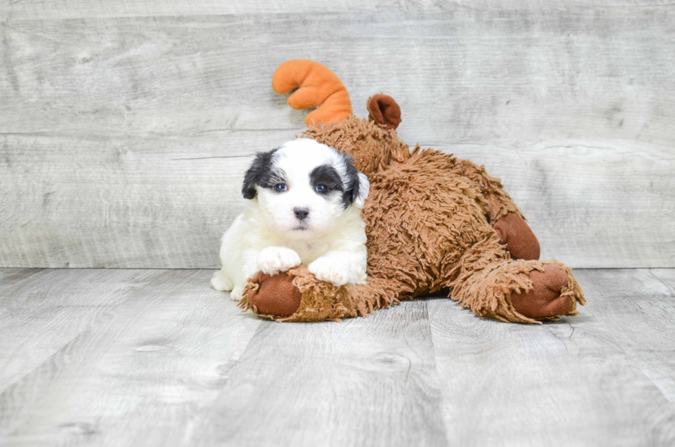 Fluffy Teddy Bear Designer Pup