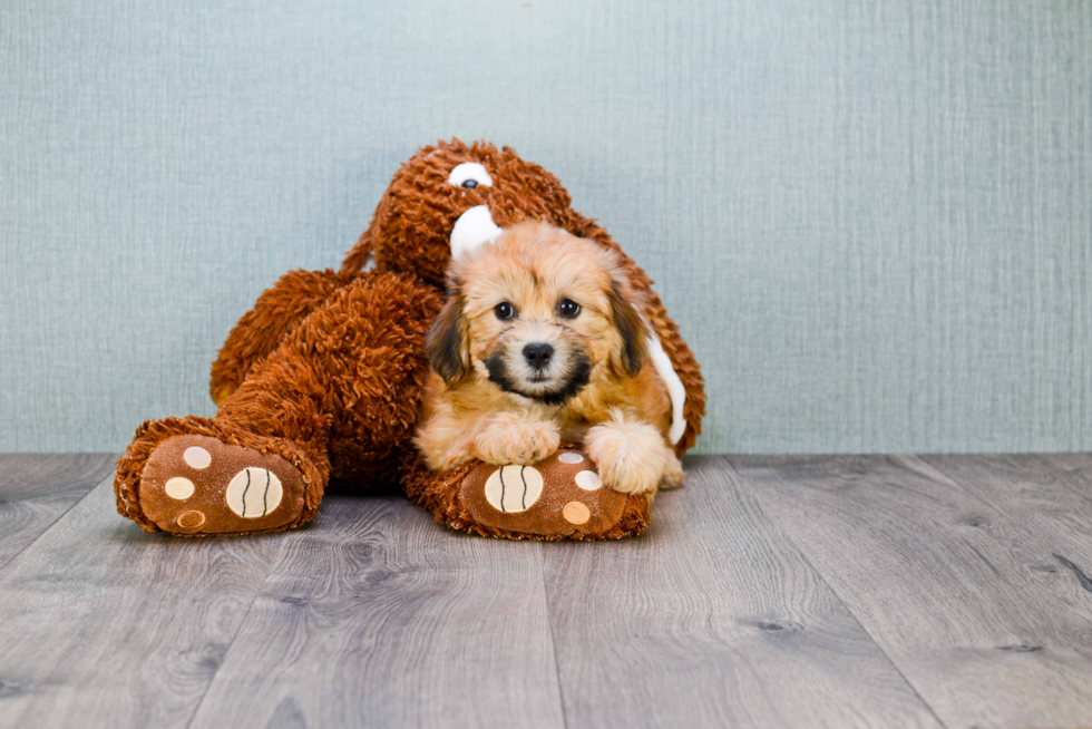 Teddy Bear Puppy for Adoption