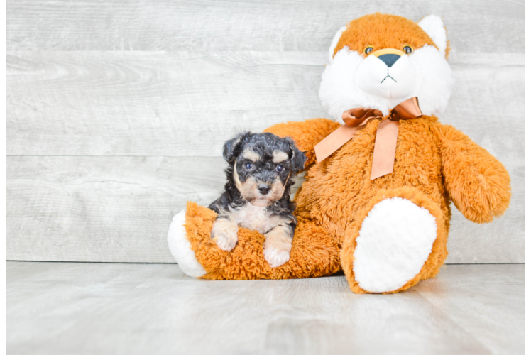 Adorable Maltepoo Poodle Mix Puppy