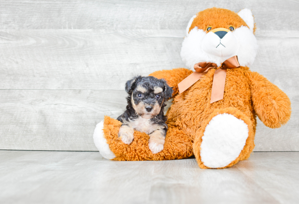 Adorable Maltepoo Poodle Mix Puppy