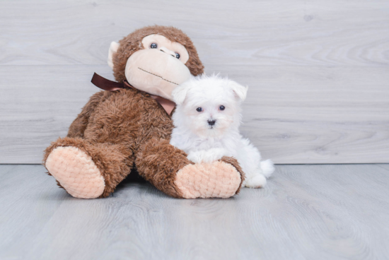 Sweet Maltese Purebred Puppy